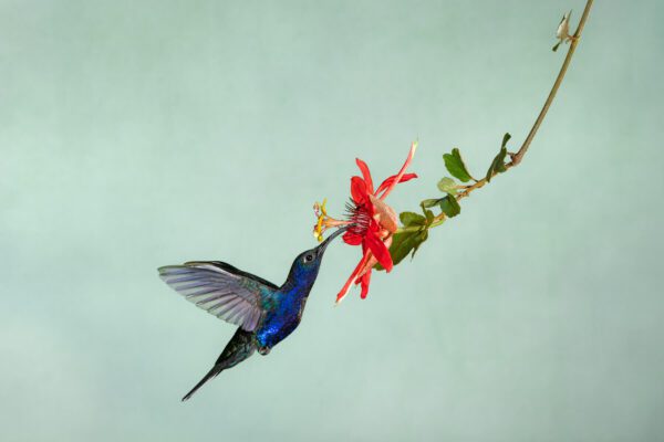 Poetry in Motion - Blue is feeding on a flower.