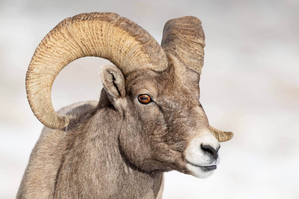 A large horned ram is standing in the snow. "Portrait of a Ram" is standing in the snow.