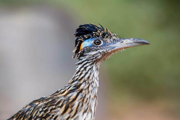 A close up of a Portrait of a Roadrunner with a blue head.