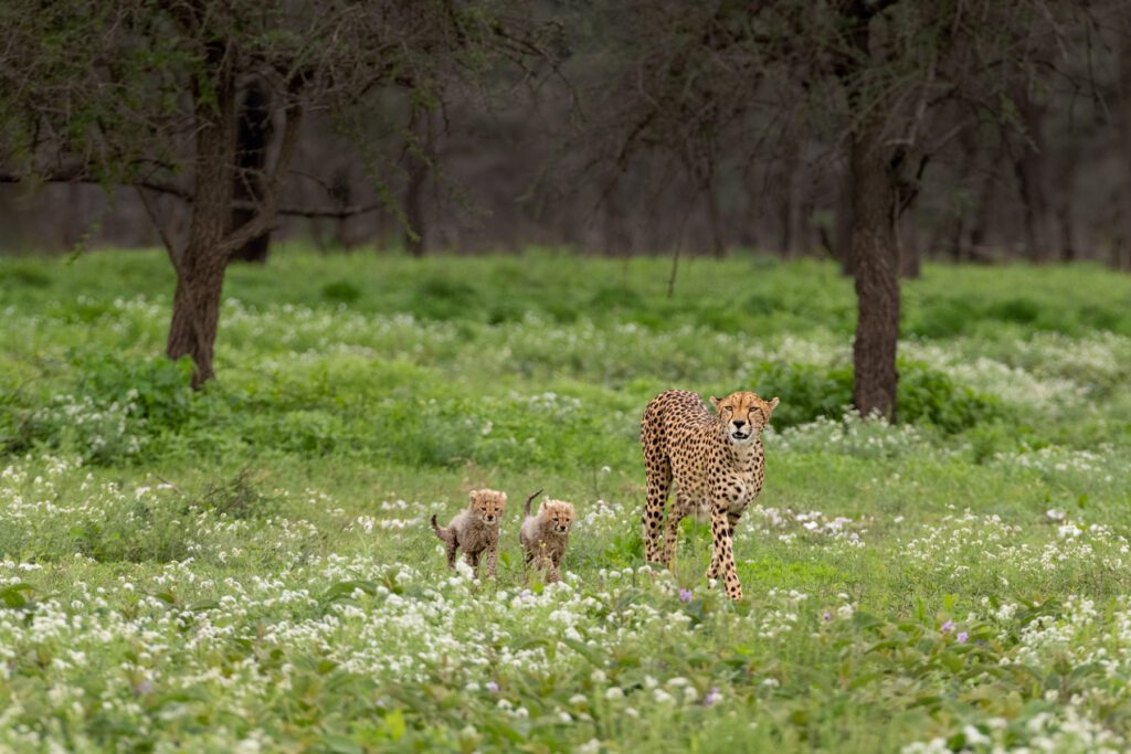 A cheetah and her cub walking through a grassy field, Precious Young Ones.