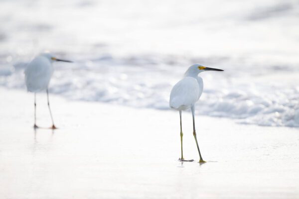 Two Pristine birds standing on the beach.
