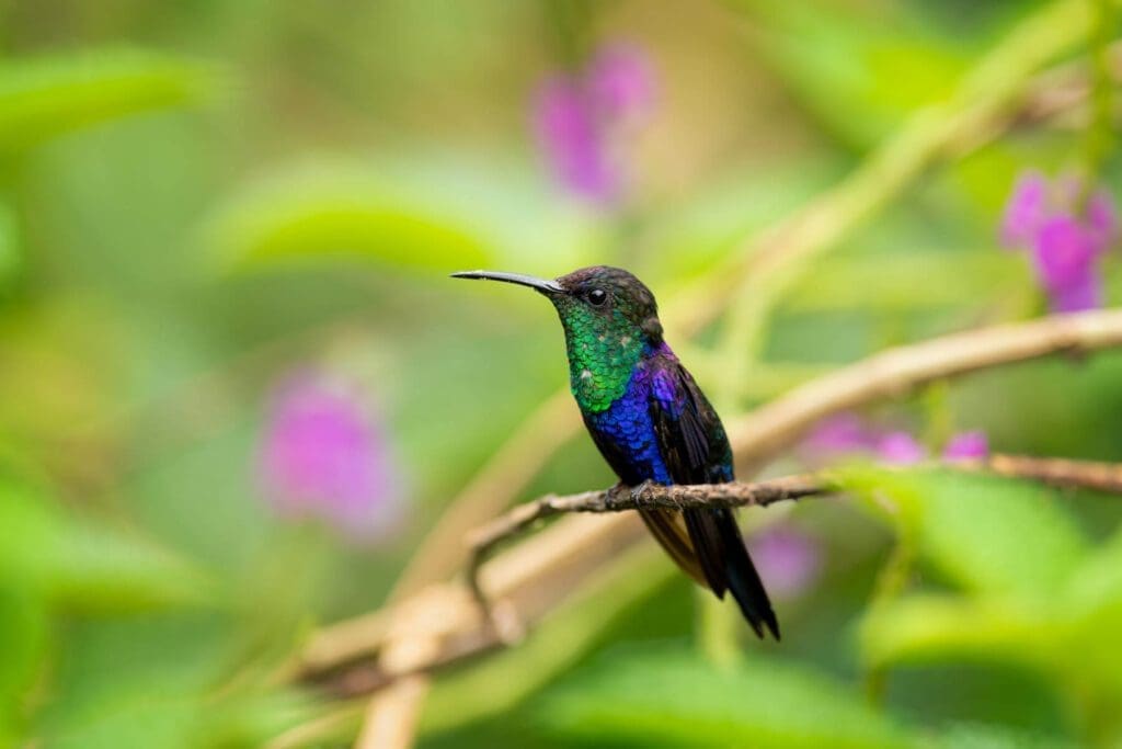 A Purple Haze hummingbird perched on a branch.