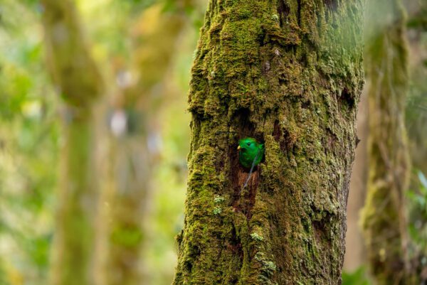 A green Quetzal In His Nest is peeking out of a mossy tree.