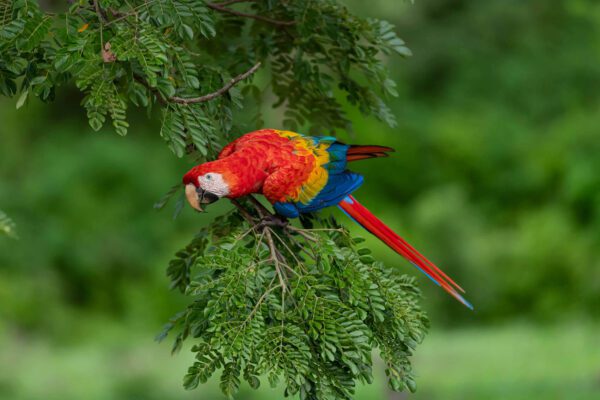 A Rainbow of the Rainforest perched on a tree branch.