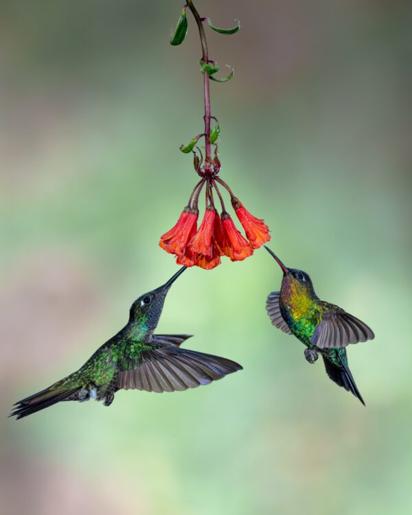 Two hummingbirds feeding from Ringing the Church Bell.