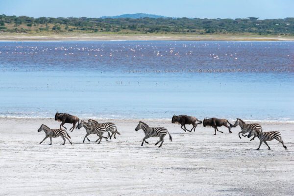 A herd of zebras and wildebeests Running Free across the sand.