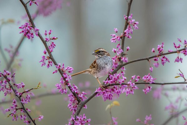 A small bird perched on a branch with Serenity of Spring flowers.