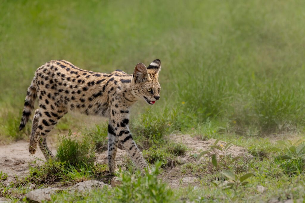 A serval beauty walking through the grass.
