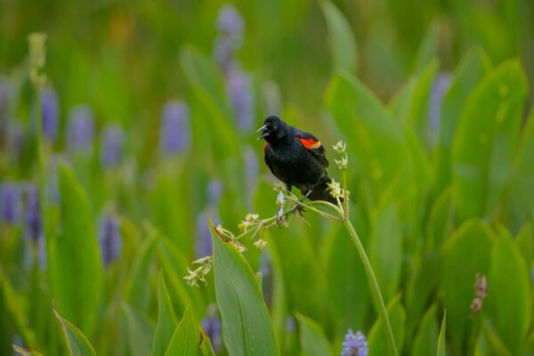 A Singing Among the Wildflowers perched on a plant in a field.