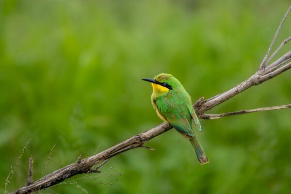 A Spring Mood bird perched on a branch.