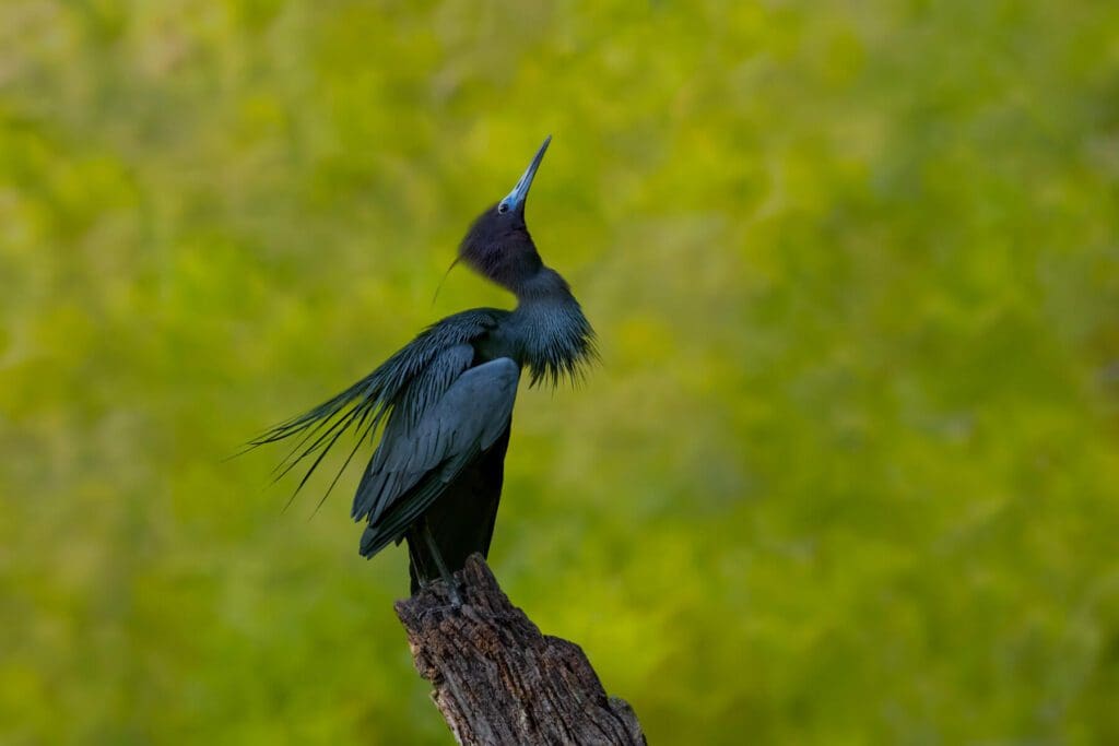 Striking a Pose" is standing on top of a branch.