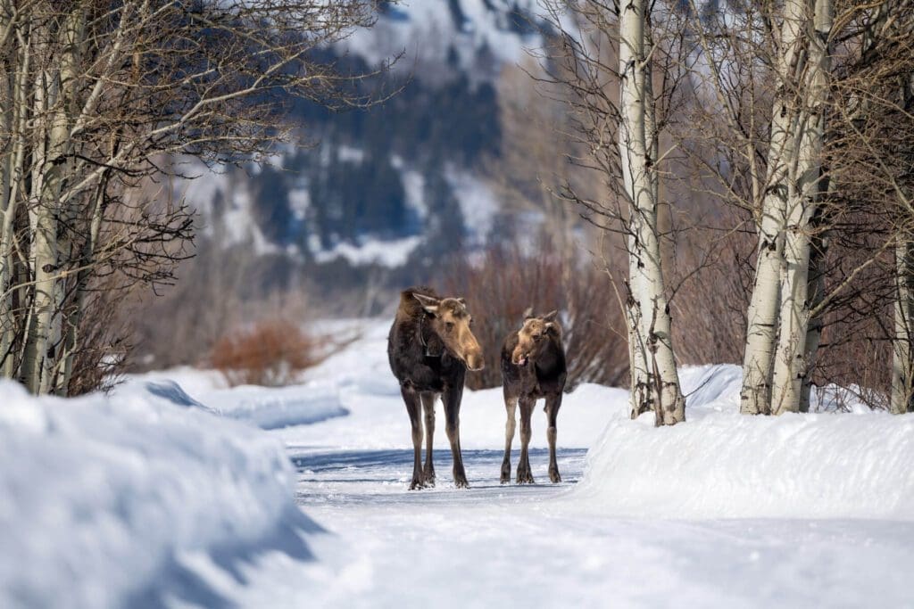 Two Strolling Through the Village standing on a snowy road.