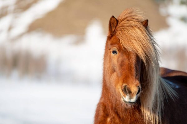 A brown horse with long hair standing in the snow. (Product Name: Stylish)