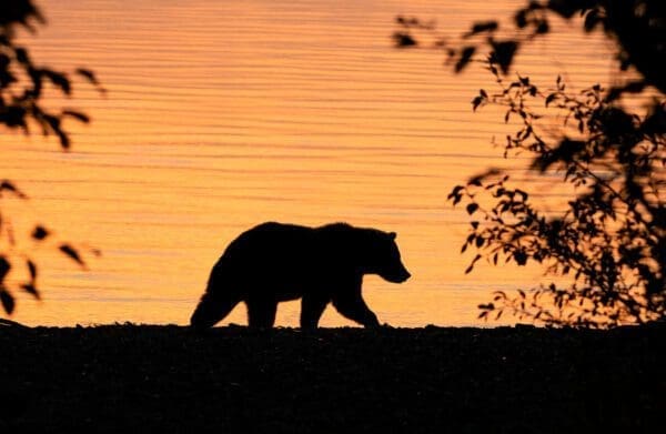 A Sunrise Silhouette walking along the shore at sunset.