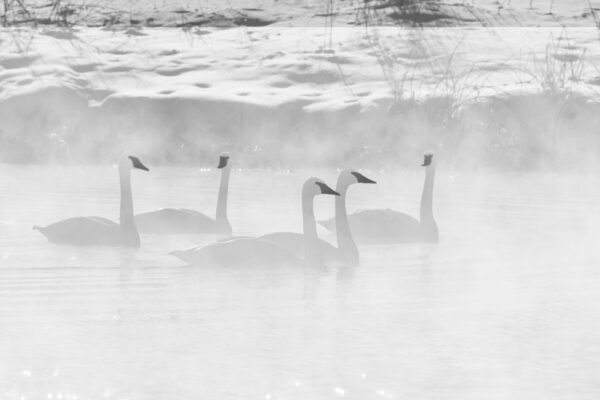 Four Swan Serenity swimming in a misty lake.