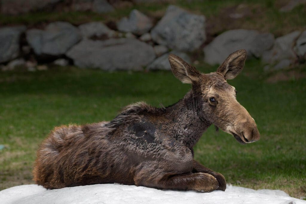 Sweet Baby Face laying on a rock.