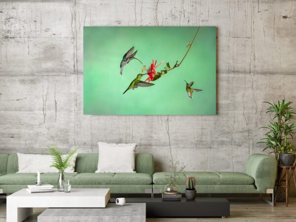 Symphony in Flight flying over a green wall in a living room.