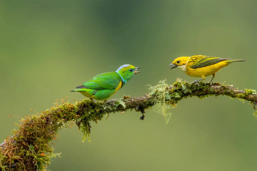 A view of two birds on a branch