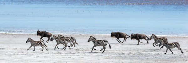 Zebras and Wilder beast running on a plain land
