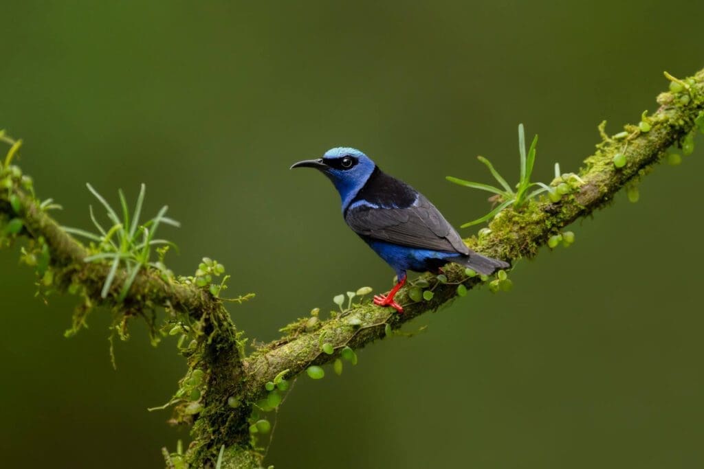 A blue bird perched on The Bandit with moss.