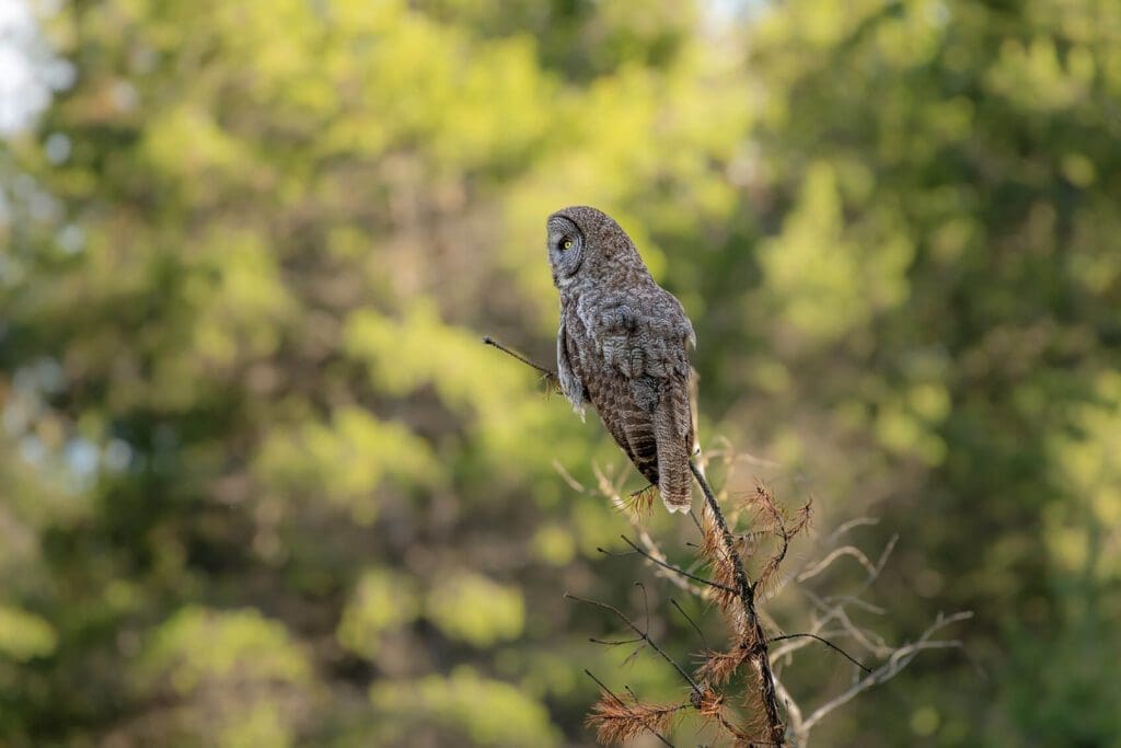 The Hunter is sitting on a branch in front of trees.