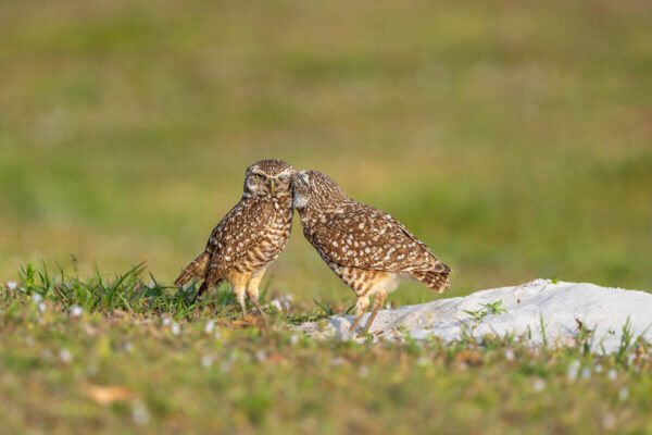 Two owls standing on top of The Kiss in a field.