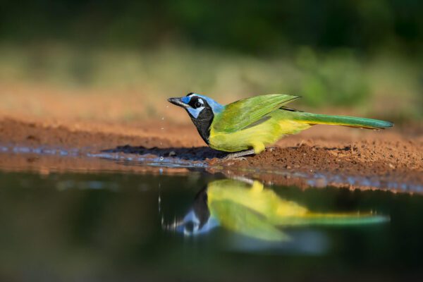 A green and yellow bird is standing near The Local Watering Hole.