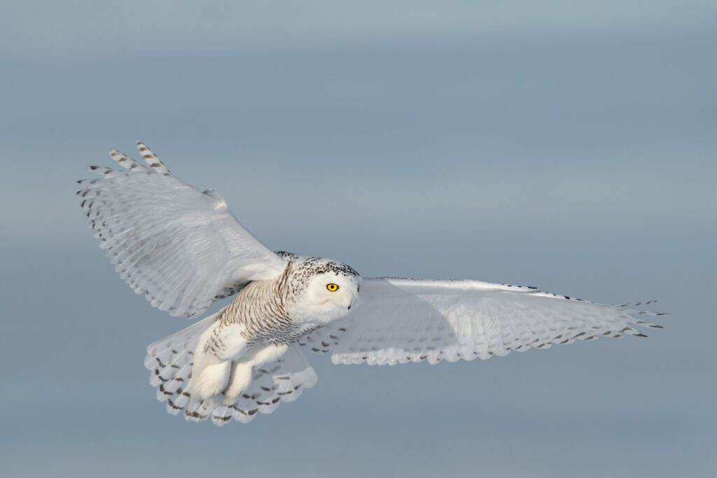 Those Eyes! snowy owl in flight.