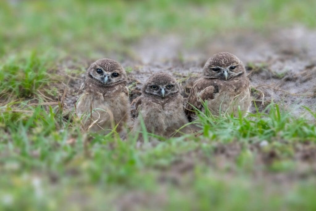 Three Amigos are sitting in the grass.