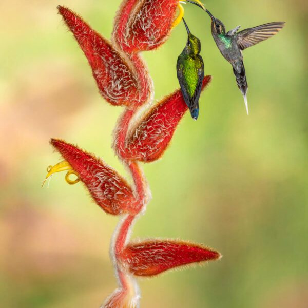 Birds flying near a red plant