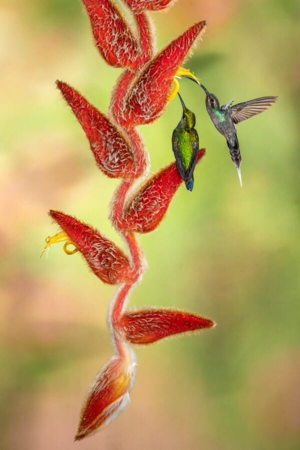 Birds flying near a red plant
