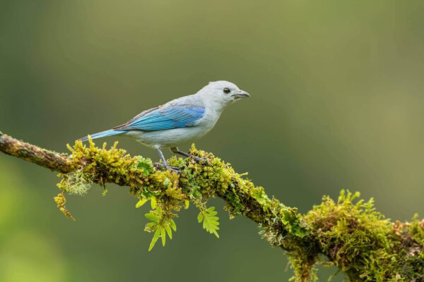 A Tropical Serenity bird perched on a mossy branch.
