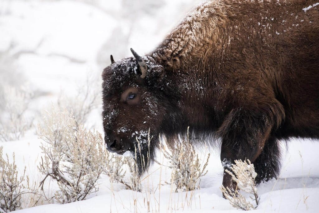 A Trudging Through the Snow in the snow.