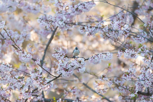 Tweety Bird perched on a branch of a cherry tree.