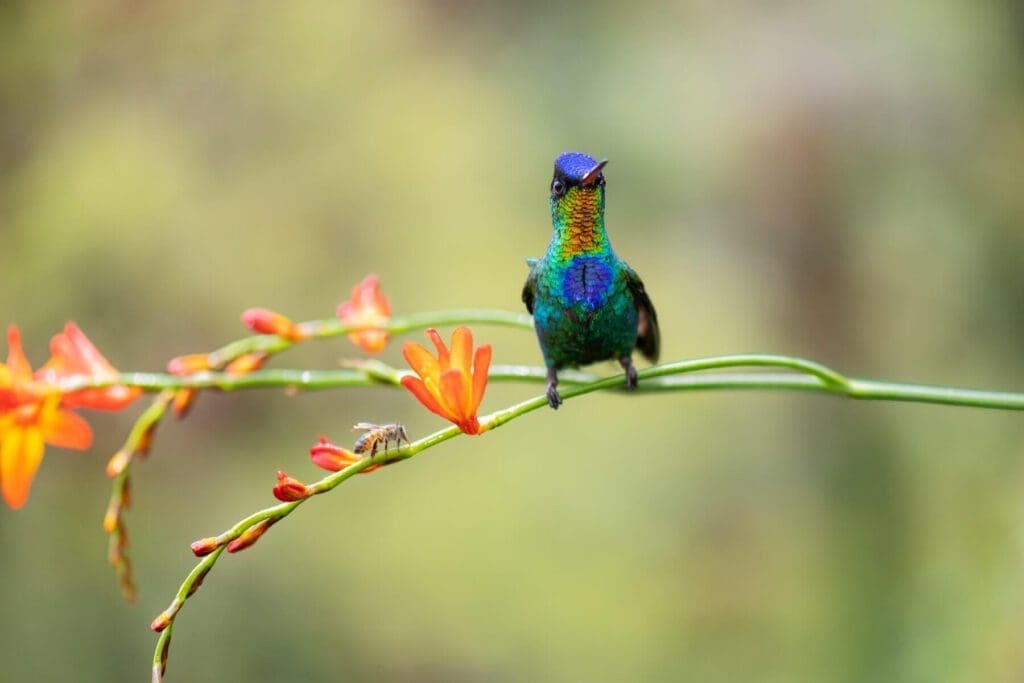 A colorful Unlikely Friends sits on top of a flower.