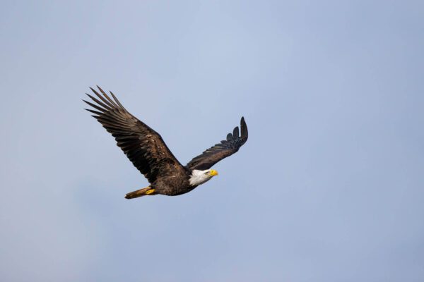 A bald eagle Up, Up, and Away through the sky.