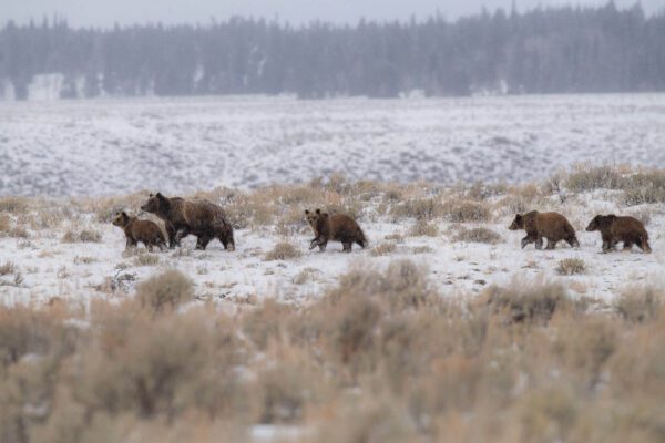 A group of grizzly bears walking in Walking in a Winter Wonderland.