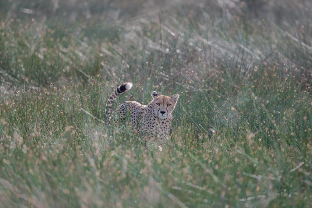 Wild Eyes cub in tall grass.