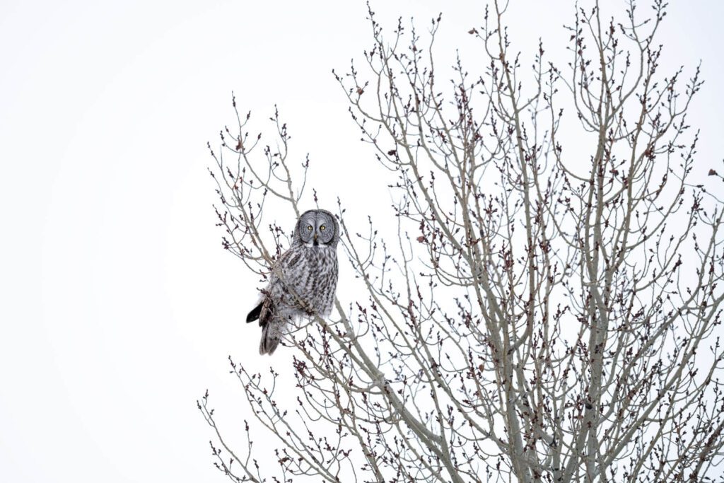 A gray owl perched in a Winter's Beauty tree.