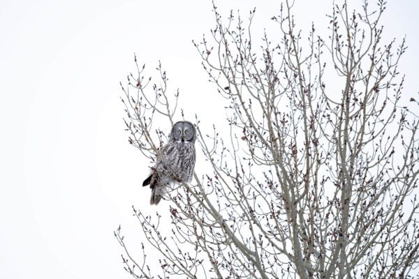 A gray owl perched in a Winter's Beauty tree.