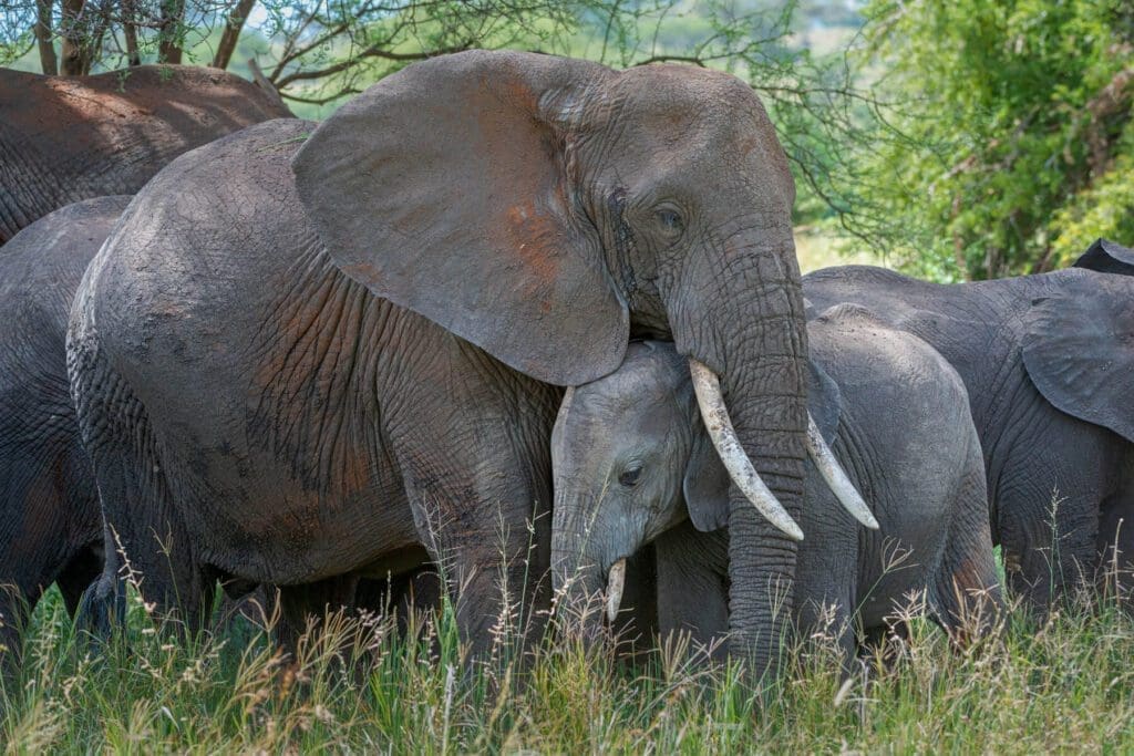 A Mother's Love standing in a field.