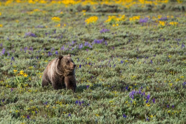 A Romp Through the Spring Flowers walks through a field of wildflowers.