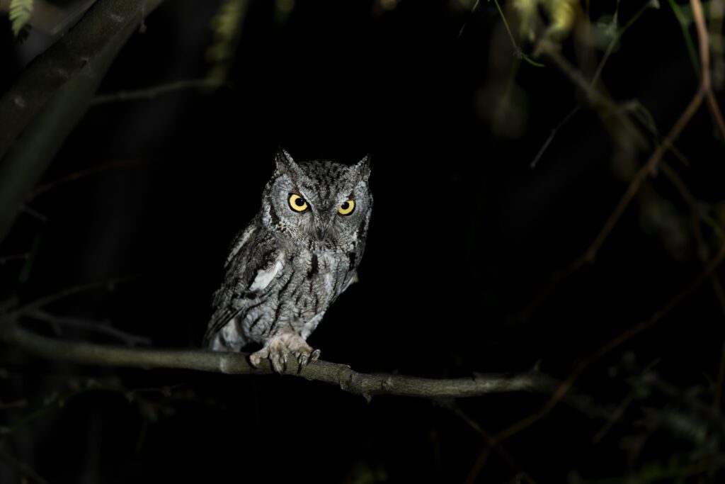 An Arizona Night Owl is sitting on a branch at night.