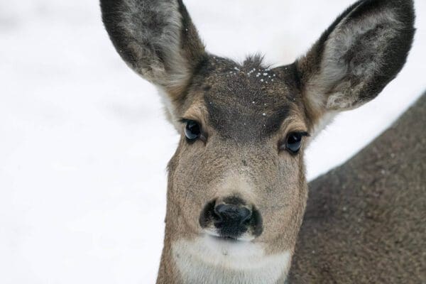 A close up of Batting Her Lashes in the snow.