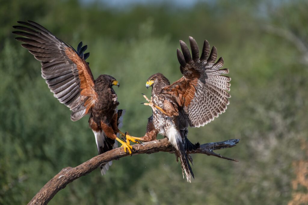 Two Battle of the Raptors fighting on a branch.