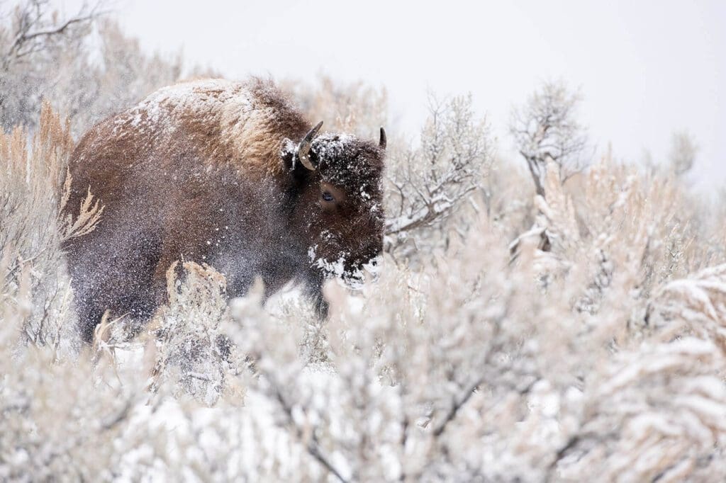 Bison in a Blizzard in Yellowstone National Park.