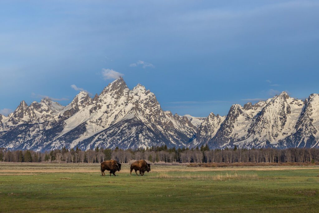 Two Bison in the Iconic Teton Landscape grazing in a field with mountains in the background.