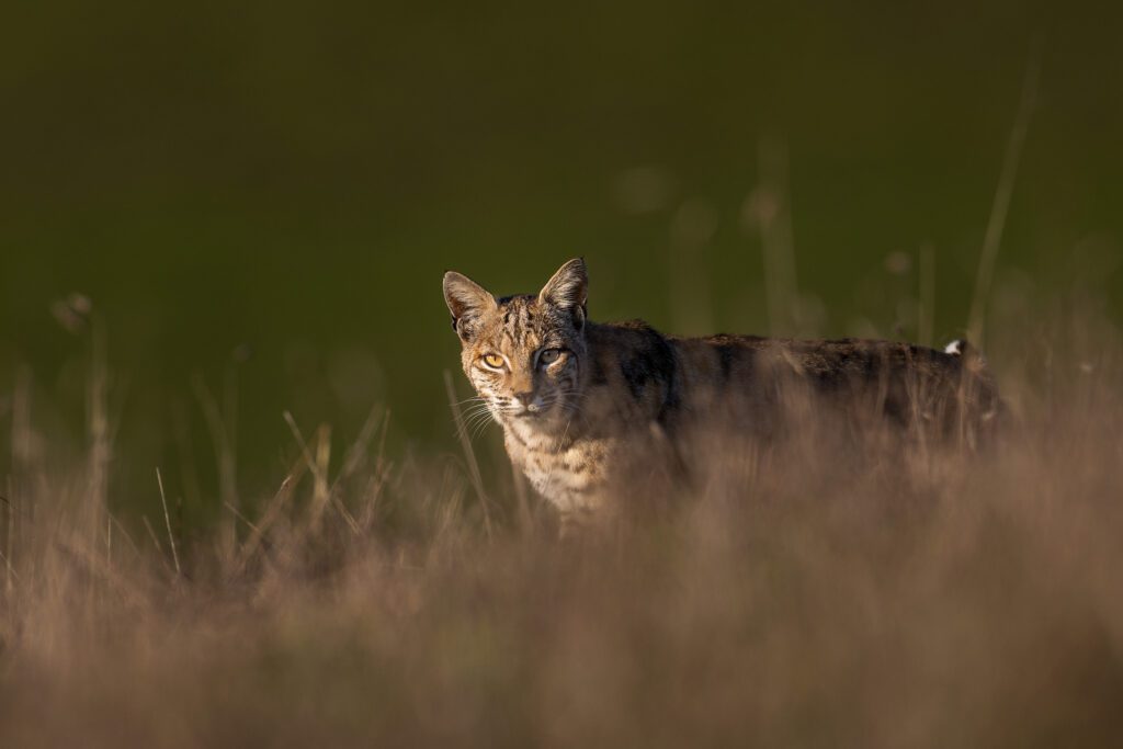 A Bobcat Peering above the Grasses is walking through a field of tall grass.