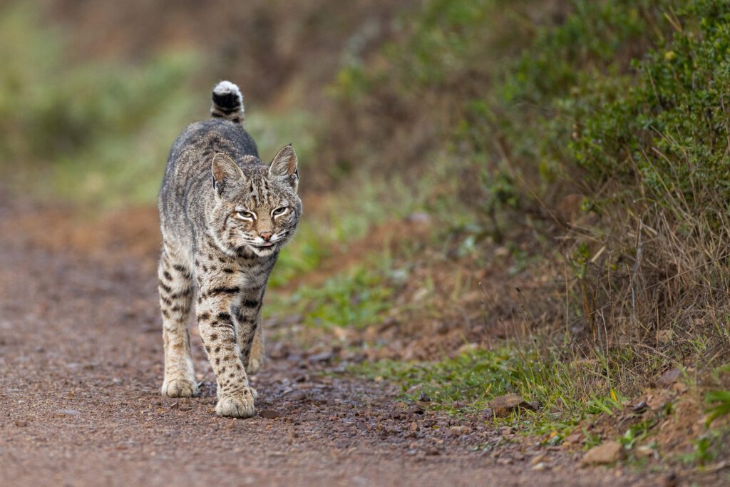 A Bobcat Strolling in Point Reyes walking down a dirt road.