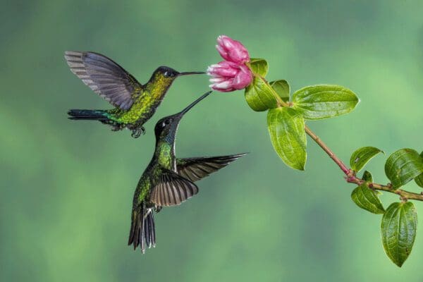 Two Breaking Bread - Horizontal feeding on a pink flower.